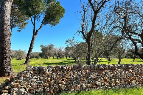 Villa i Carovigno, Brindisi, Carovigno - € 1.300.000 | Ref: 552-1094018 - foto 13