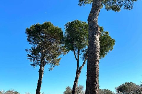 Villa i Carovigno, Brindisi, Carovigno - € 1.300.000 | Ref: 552-1094018 - foto 14