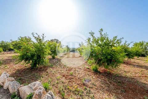 Villa a Cisternino, Brindisi, Cisternino - € 1.000.000 | Ref: SI 91 - foto 11