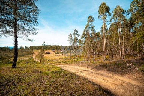 Terra a Ninho do Acor, Castelo Branco, Ninho do Acor - € 100.000 | Ref: H777 - foto 6