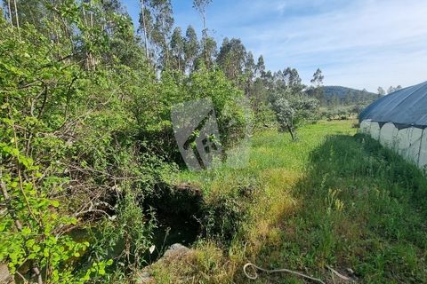 Terra a Ninho do Acor, Castelo Branco, Ninho do Acor - € 100.000 | Ref: H777 - foto 20