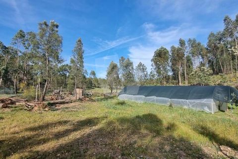 Terra a Ninho do Acor, Castelo Branco, Ninho do Acor - € 100.000 | Ref: H777 - foto 37
