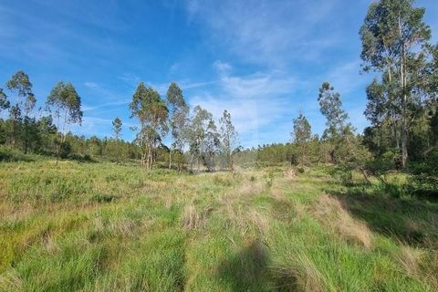 Terra a Ninho do Acor, Castelo Branco, Ninho do Acor - € 100.000 | Ref: H777 - foto 38