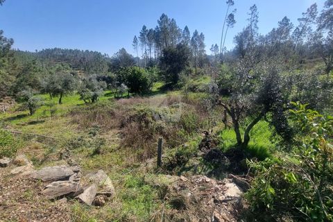 Helårsgrund i Castelo Branco, Castelo Branco, Castelo Branco - € 14.000 | Ref: H776 - foto 10