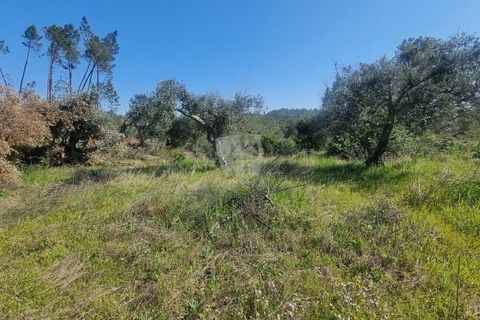 Helårsgrund i Castelo Branco, Castelo Branco, Castelo Branco - € 14.000 | Ref: H776 - foto 12