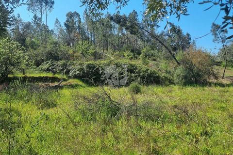 Helårsgrund i Castelo Branco, Castelo Branco, Castelo Branco - € 14.000 | Ref: H776 - foto 16