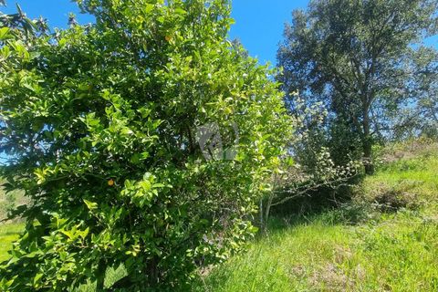 Helårsgrund i Castelo Branco, Castelo Branco, Castelo Branco - € 14.000 | Ref: H776 - foto 20