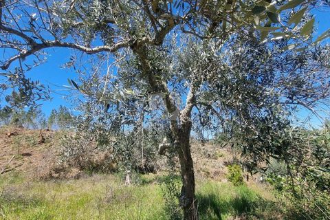 Helårsgrund i Castelo Branco, Castelo Branco, Castelo Branco - € 14.000 | Ref: H776 - foto 28