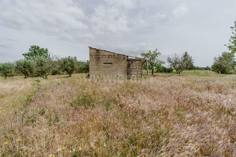 Terra a Belmonte, Castelo Branco, Belmonte - € 42.500 | Ref: 111260096 - foto 9