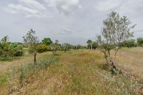 Terra a Belmonte, Castelo Branco, Belmonte - € 42.500 | Ref: 111260096 - foto 10