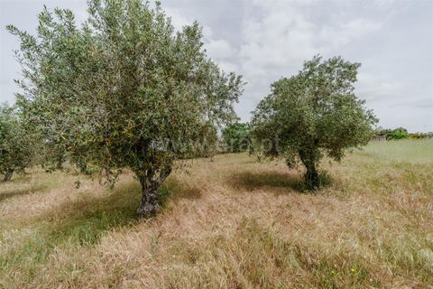 Terra a Belmonte, Castelo Branco, Belmonte - € 42.500 | Ref: 111260096 - foto 11