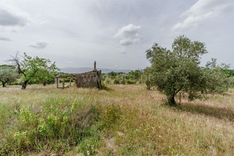 Terra a Belmonte, Castelo Branco, Belmonte - € 42.500 | Ref: 111260096 - foto 12