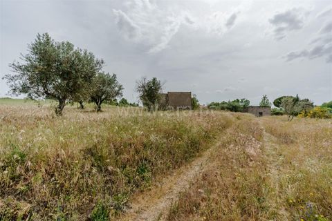 Terra a Belmonte, Castelo Branco, Belmonte - € 42.500 | Ref: 111260096 - foto 13