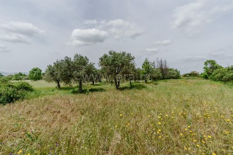 Terra a Belmonte, Castelo Branco, Belmonte - € 42.500 | Ref: 111260096 - foto 17