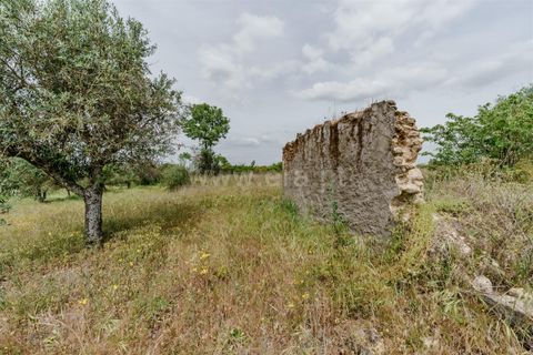 Terra a Belmonte, Castelo Branco, Belmonte - € 42.500 | Ref: 111260096 - foto 19