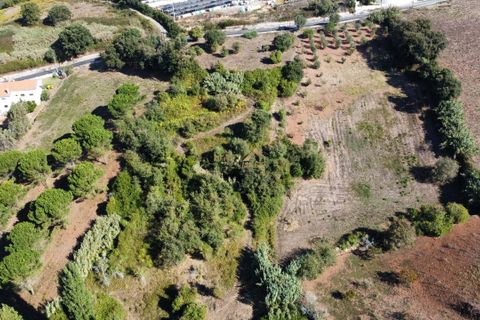 Terra a Alcobaca, Leiria, Alcobaca - € 88.900 | Ref: F00257 - foto 4