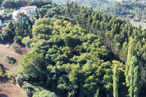 Terra a Alcobaca, Leiria, Alcobaca - € 88.900 | Ref: F00257 - foto 8