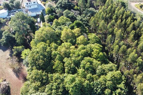 Terra a Alcobaca, Leiria, Alcobaca - € 88.900 | Ref: F00257 - foto 12