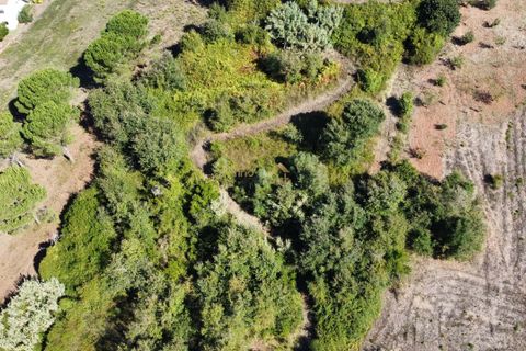 Terra a Alcobaca, Leiria, Alcobaca - € 88.900 | Ref: F00257 - foto 17
