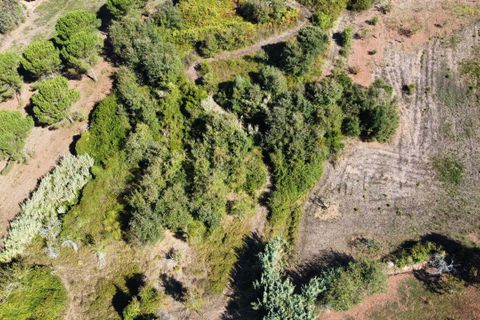 Terra a Alcobaca, Leiria, Alcobaca - € 88.900 | Ref: F00257 - foto 18