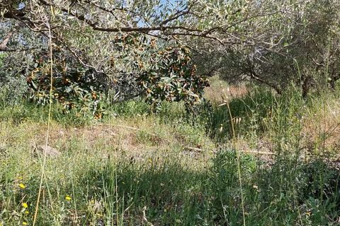 Finca i Els Reguers, Tarragona, Els Reguers - € 58.000 | Ref: Rej - foto 21