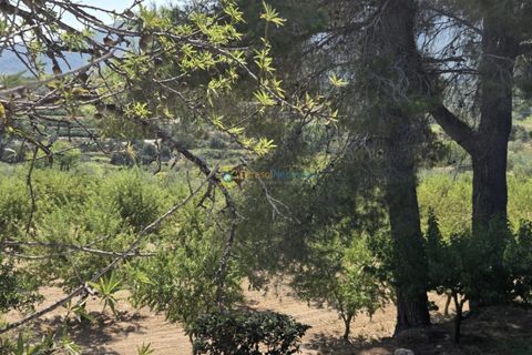 Landejendom i Belgida, Valencia, Belgida - € 50.000 | Ref: PNVL2138 - foto 17