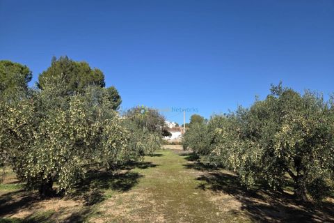 Tomt i Beniganim, Valencia, Beniganim - € 68 000 | Ref: PNPT292 - foto 8