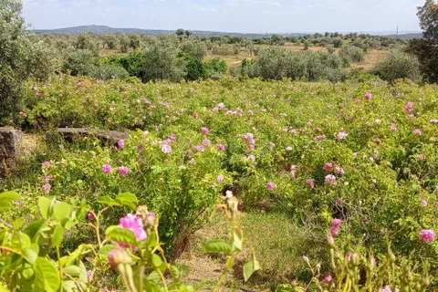 Helårsgrund i Escalos de Cima e Lousa, Castelo Branco, Escalos de Cima e Lousa - € 650.000 | Ref: C0434-01271 - foto 3