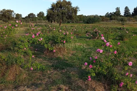 Helårsgrund i Escalos de Cima e Lousa, Castelo Branco, Escalos de Cima e Lousa - € 650.000 | Ref: C0434-01271 - foto 8