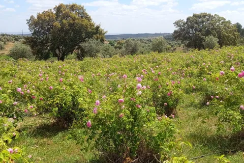 Helårsgrund i Escalos de Cima e Lousa, Castelo Branco, Escalos de Cima e Lousa - € 650.000 | Ref: C0434-01271 - foto 11