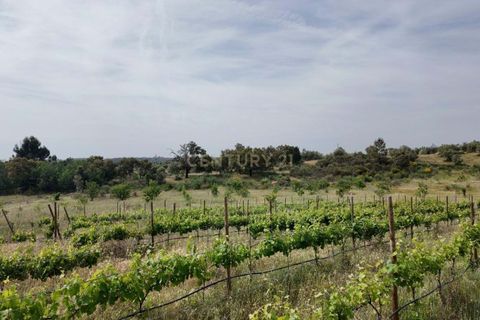 Helårsgrund i Escalos de Cima e Lousa, Castelo Branco, Escalos de Cima e Lousa - € 650.000 | Ref: C0434-01271 - foto 15