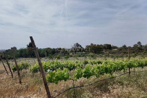 Helårsgrund i Escalos de Cima e Lousa, Castelo Branco, Escalos de Cima e Lousa - € 650.000 | Ref: C0434-01271 - foto 16