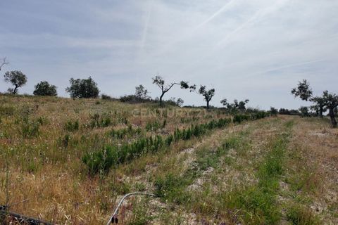 Helårsgrund i Escalos de Cima e Lousa, Castelo Branco, Escalos de Cima e Lousa - € 650.000 | Ref: C0434-01271 - foto 27