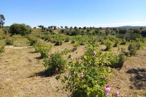 Helårsgrund i Escalos de Cima e Lousa, Castelo Branco, Escalos de Cima e Lousa - € 650.000 | Ref: C0434-01271 - foto 33