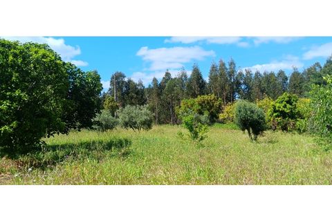 Helårsgrund i Macao, Santarem, Macao - € 39.900 | Ref: SÒL_399 - foto 9