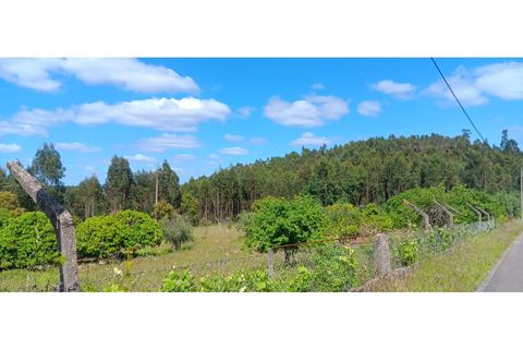 Helårsgrund i Macao, Santarem, Macao - € 39.900 | Ref: SÒL_399 - foto 16