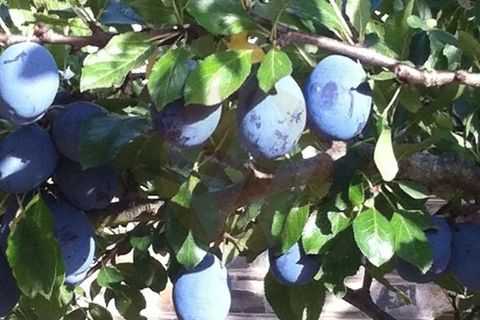 Villa i Monchique, Faro, Monchique - € 890.000 | Ref: Qt-975 - foto 41