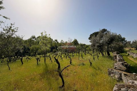 Farm i Seia, Guarda, Seia - € 30.000 | Ref: 26010 - foto 6