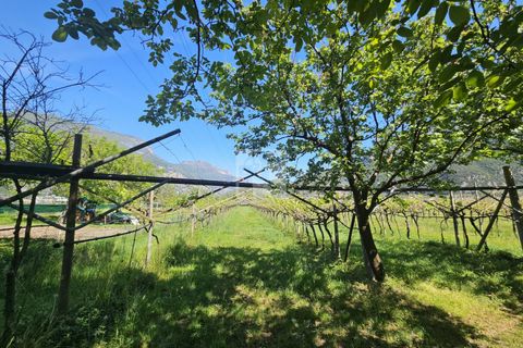Terra a Arco, Trento, Arco - € 103.000 | Ref: 1771-1 - foto 2