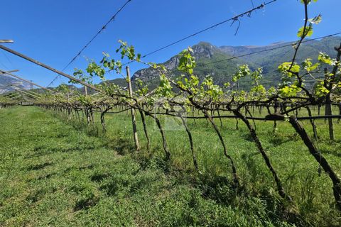 Terra a Arco, Trento, Arco - € 103.000 | Ref: 1771-1 - foto 12