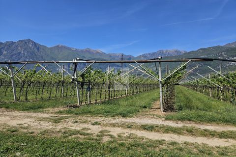 Terra a Arco, Trento, Arco - € 150.000 | Ref: 1771-2 - foto 2