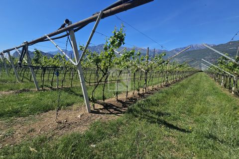 Terra a Arco, Trento, Arco - € 150.000 | Ref: 1771-2 - foto 4