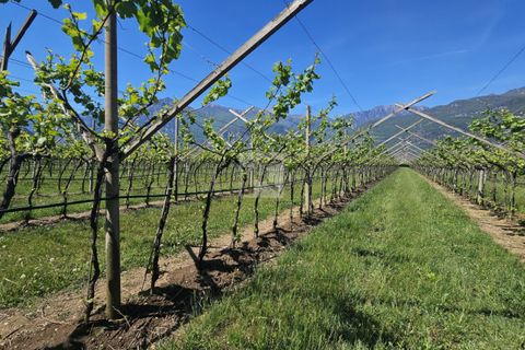 Terra a Arco, Trento, Arco - € 150.000 | Ref: 1771-2 - foto 8