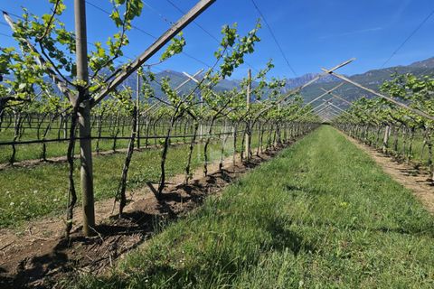 Terra a Arco, Trento, Arco - € 150.000 | Ref: 1771-2 - foto 10