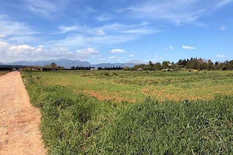 Tomt i Llubi, Mallorca, Llubi - € 1 200 000 | Ref: XC0202 - foto 16