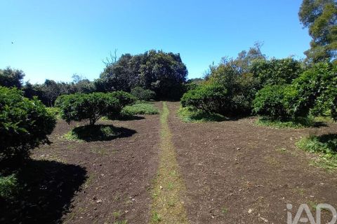 Helårsgrund i Lagoa, Sao Miguel, Lagoa - € 465.000 | Ref: 878514 - foto 11