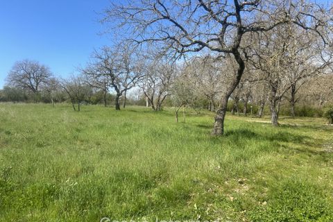 Helårsgrund i Nepi, Viterbo, Nepi - € 420.000 | Ref: Campostivaletto - foto 45