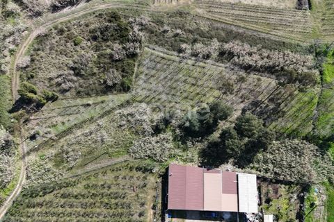 Helårsgrund i Anadia, Aveiro, Anadia - € 30.000 | Ref: ZMPT588089 - foto 3