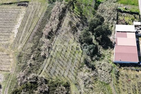 Helårsgrund i Anadia, Aveiro, Anadia - € 30.000 | Ref: ZMPT588089 - foto 6