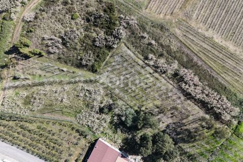 Helårsgrund i Anadia, Aveiro, Anadia - € 30.000 | Ref: ZMPT588089 - foto 9